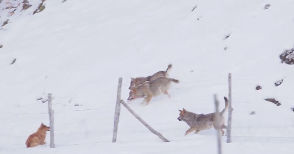 Die Wölfe nähern sich dem Hund immer mehr. (Screenshot: Paolo Forconi)