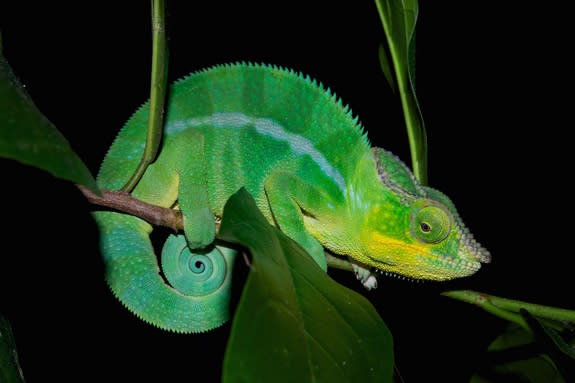 Many animals change color when their skin cells disperse or aggregate different pigments, but chameleons don't operate this way. "We realized that the general interpretation on how chameleon change color cannot be correct," said senior author M