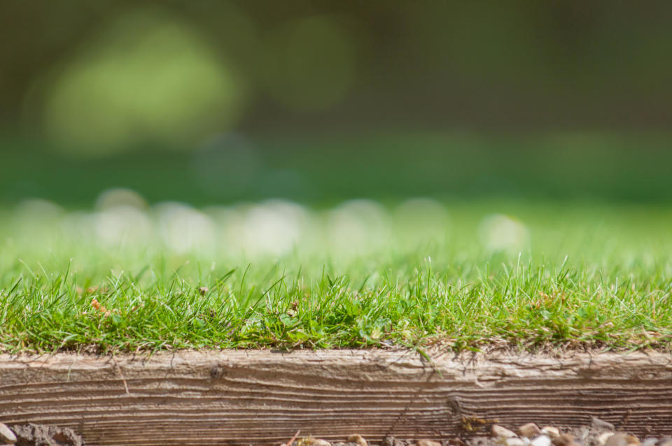 A close up of the edge of a lawn, focussed on blades of grass in the foreground