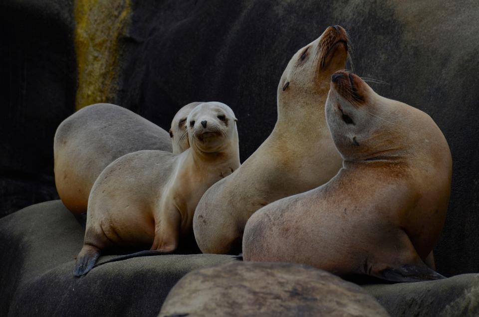 Sea lions in the Galapagos - getty