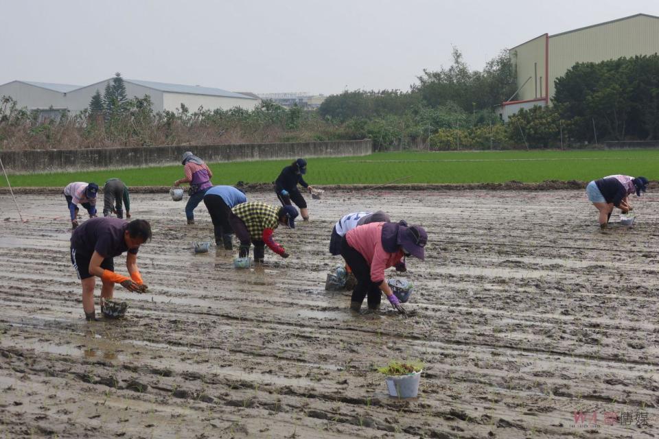 ▲竹塘鄉農會採用了傳統的單株播植方式，但卻結合了現代科技，利用了純種種子和專家指導，以確保農作物的品質和產量，力求讓消費者對竹塘飄香米的信賴。（記者陳雅芳攝）