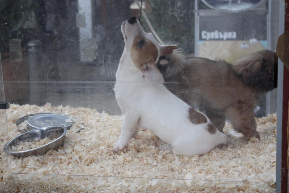 （圖片來源：<span><a href="https://commons.wikimedia.org/wiki/File:Dogs_displayed_in_a_pet_shop_in_Sofia_20090406_002.JPG" rel="nofollow noopener" target="_blank" data-ylk="slk:wikimedia;elm:context_link;itc:0;sec:content-canvas" class="link ">wikimedia</a></span>）