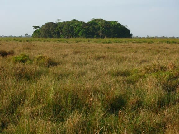 Scientists, reporting in online Aug. 28, 2013, reporting finding three of these forested islands in the Bolivian Amazon are shell middens — piles of freshwater snail shells left by human settlers more than 10,000 years ago.