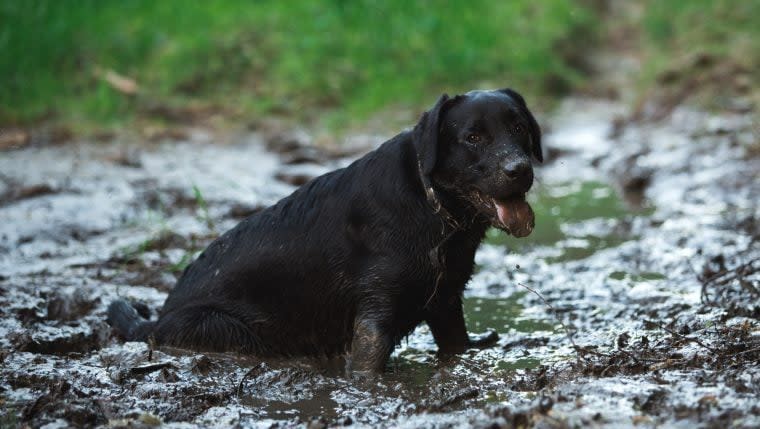 Stranded Dog Stuck in Pond Rescued After Florida Student Alerts Animal Control