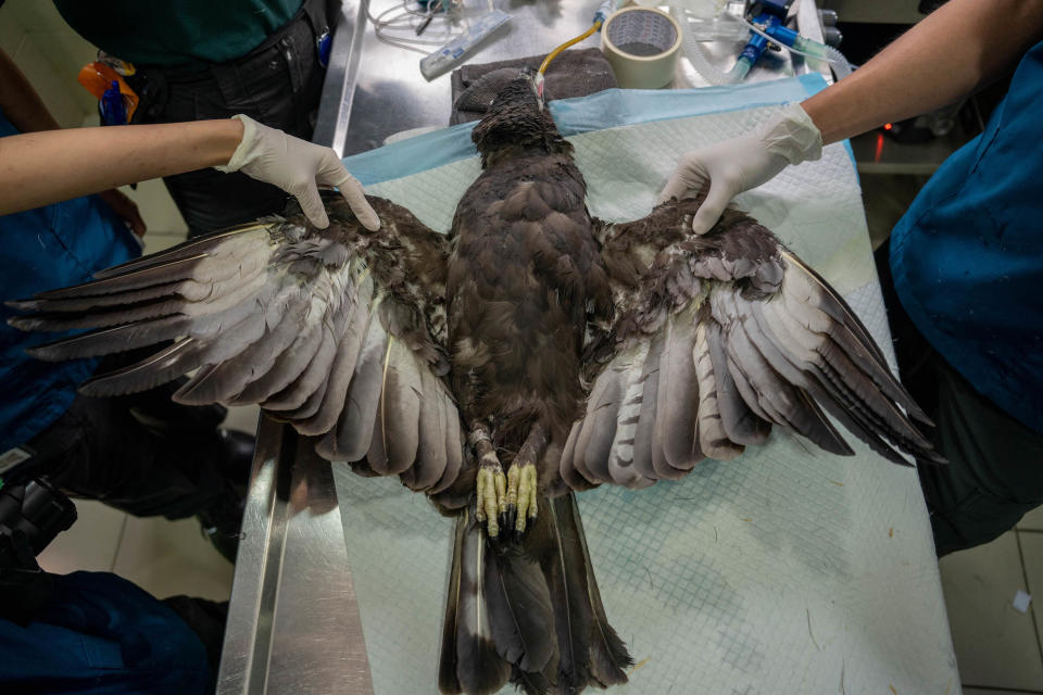 The injured changeable hawk-eagle after its operation to affix new feathers. (PHOTO: Jurong Bird Park)