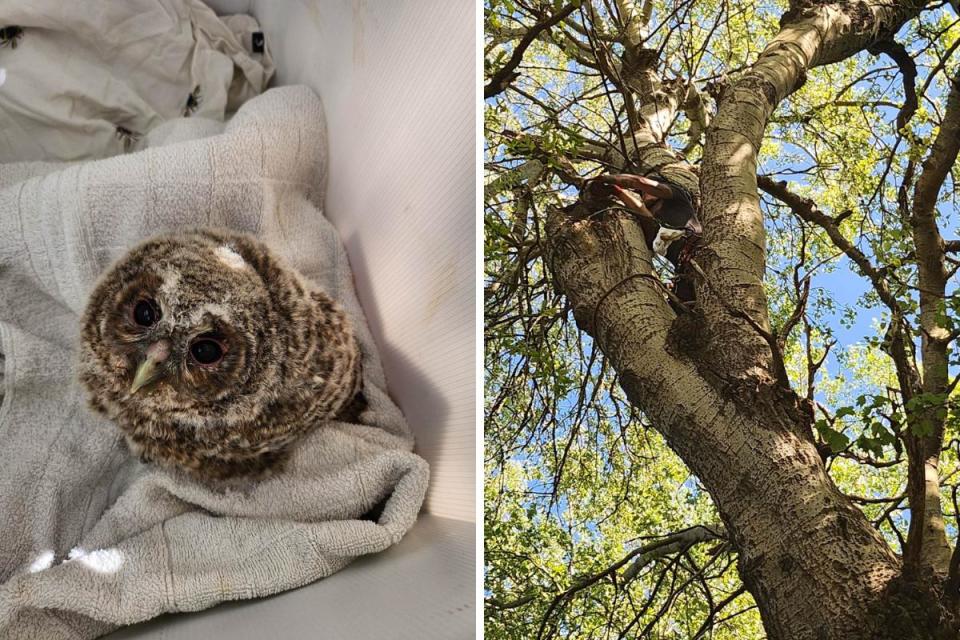 A baby owl has been rescued after falling from a tree. Right, a man returning the bird to its parents <i>(Image: RSPCA)</i>