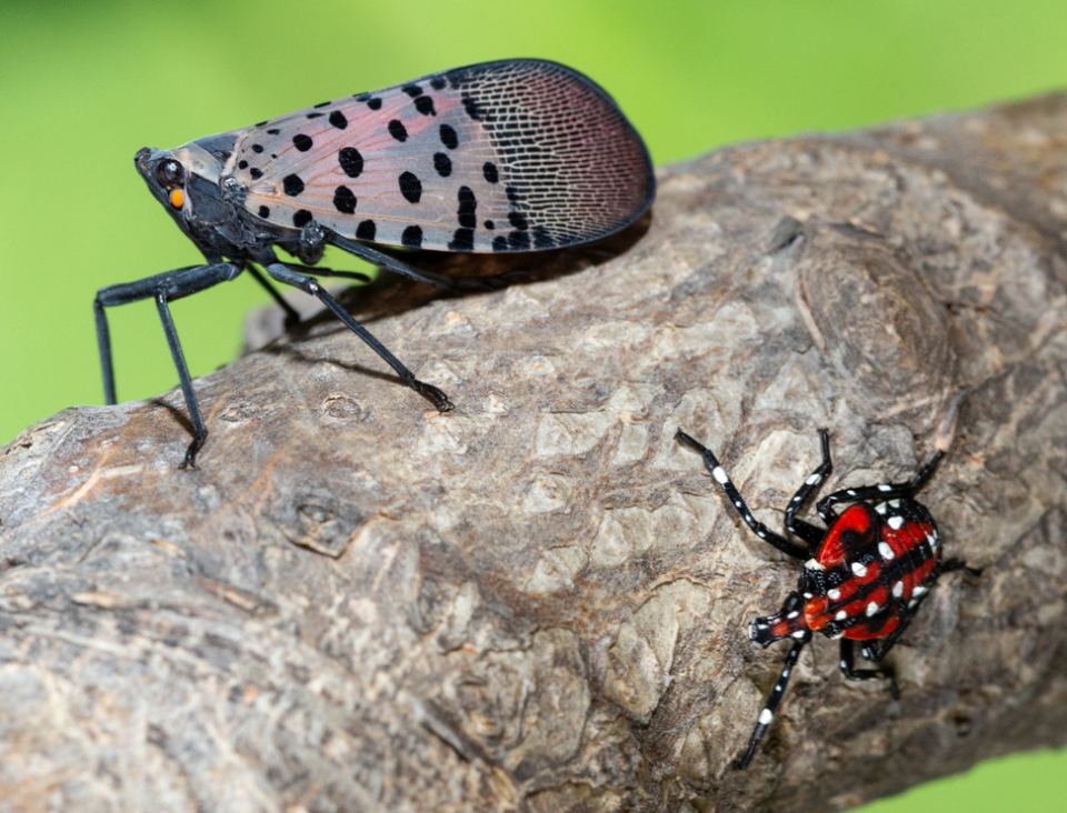 A spotted lanternfly adult, left, and a late-stage nymph, right, are shown. The adult is shown with only its outer wings showing, which makes them much less visible than if their inner colorful red wings are showing.