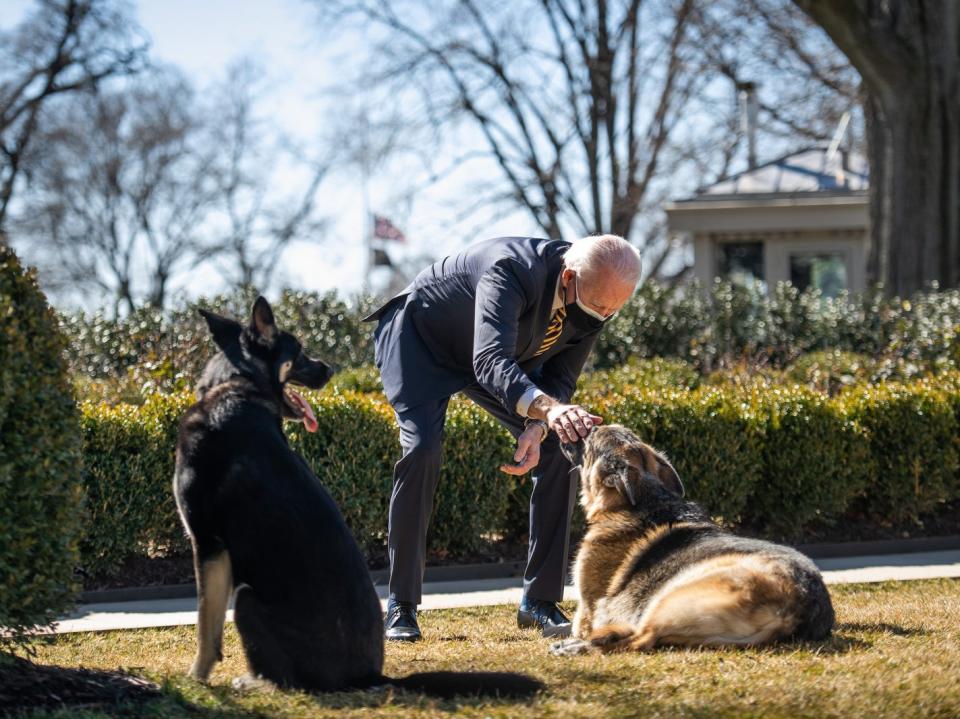 champ major biden dogs