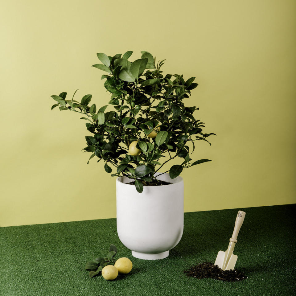 "My mom, like a lot of folks right now, has been throwing herself into gardening. I started thinking about what kind of plant or gardening equipment I could send her that she wouldn&rsquo;t already have, and I remembered Via Citrus. I was sent one of the brand&rsquo;s <a href="https://fave.co/2VnER6L" target="_blank" rel="noopener noreferrer">apartment-sized Meyer lemon</a> plants a year ago (that, unfortunately, didn&rsquo;t stand a chance with my brown thumb), but it made for the <i>cutest gift</i>. It arrived with both fruit and flowers, and it smelled heavenly &mdash; like the way you <i>think</i> spring should smell. My mom has a way greener thumb than me, so I have no doubt her little <a href="https://fave.co/2VnER6L" target="_blank" rel="noopener noreferrer">Meyer lemon tree</a> will thrive in her care. The brand also carries apartment-sized <a href="https://fave.co/34YnxbS" target="_blank" rel="noopener noreferrer">Key lime trees</a> and <a href="https://fave.co/3eDAsEs" target="_blank" rel="noopener noreferrer">calamondin plants</a> (a hybrid between a mandarin orange and a kumquat). My sister will be getting my mom a little <a href="https://fave.co/3bnuKV6" target="_blank" rel="noopener noreferrer">handmade indoor planter on Etsy</a> to go with her brand-new lemon tree." &mdash; <strong>Nims </strong><br /><br /><a href="https://fave.co/2VnER6L" target="_blank" rel="noopener noreferrer">Find it for $65 at Via Citrus</a>.
