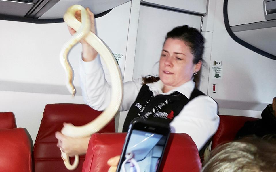 A flight attendant holds a snake found on a Ravn Alaska flight - Anna McConnaughy