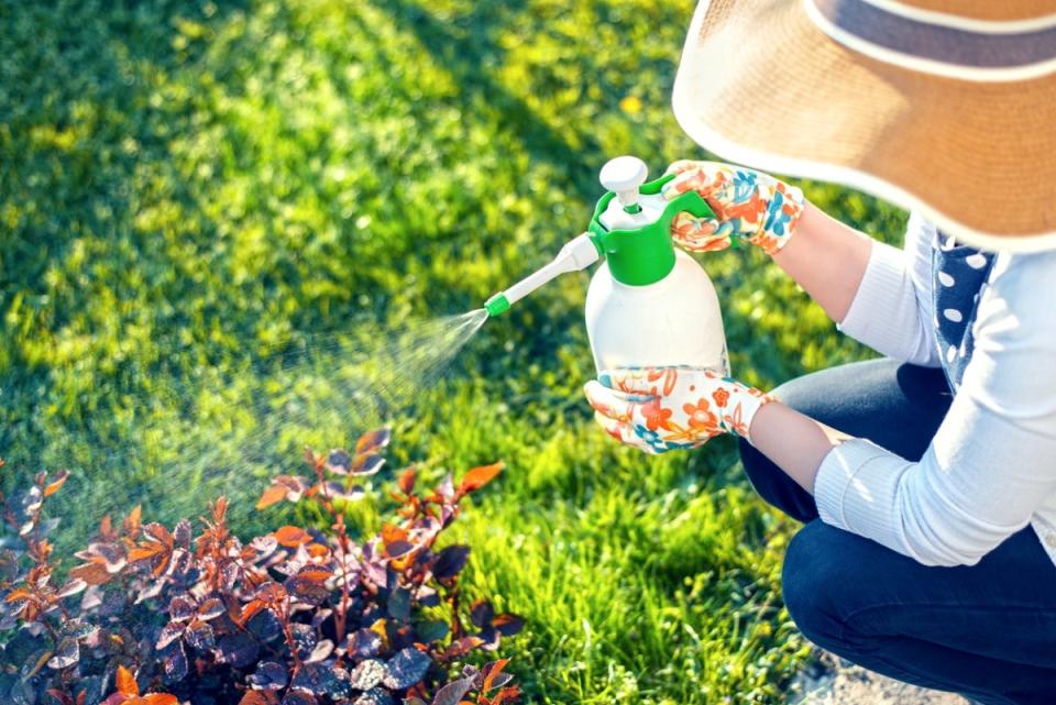 Gardener spraying garden