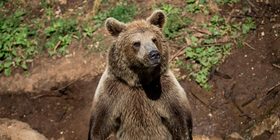 A Brown Bear is seen at a zoo in Rome.