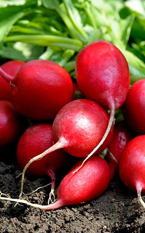 Radish - Credit: Alamy