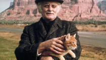 <p> <strong>The Cat:</strong> Tonto is the feline companion of Art Carney's elderly widower who decides to embark upon a cross-country road trip after being evicted from his flat. Poor Tonto ends up on a lead, being walked to within an inch of his life. Cheers Harry. </p> <p> <strong>If It Was A Dog:</strong> It would probably be glad of the exercise. There's just something wrong about putting a cat on a leash. </p>