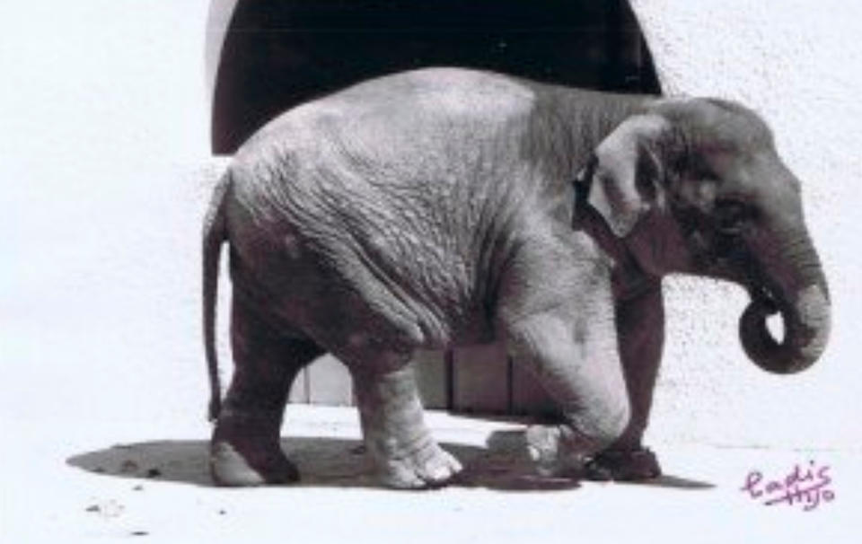 Flavia the ‘world’s saddest elephant’ dies after spending 43 years alone in a zoo.