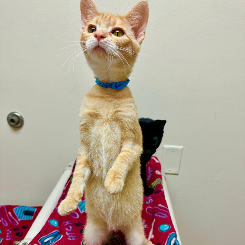 Peter is a fun little kitten looking for human hands to hold him. He loves to play, and he’ll chase wands, lasers and anything else you want to shake at him. He likes to spend time lounging on a bed curling up with his two other kitty friends – Greg and Bobby.