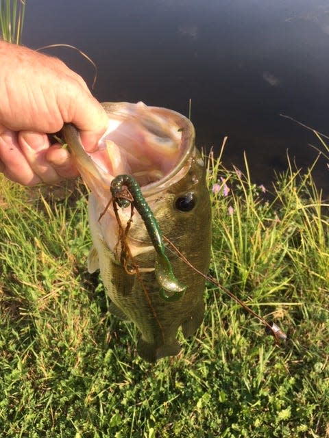 This largemouth bass fell for a Texas rigged plastic worm.