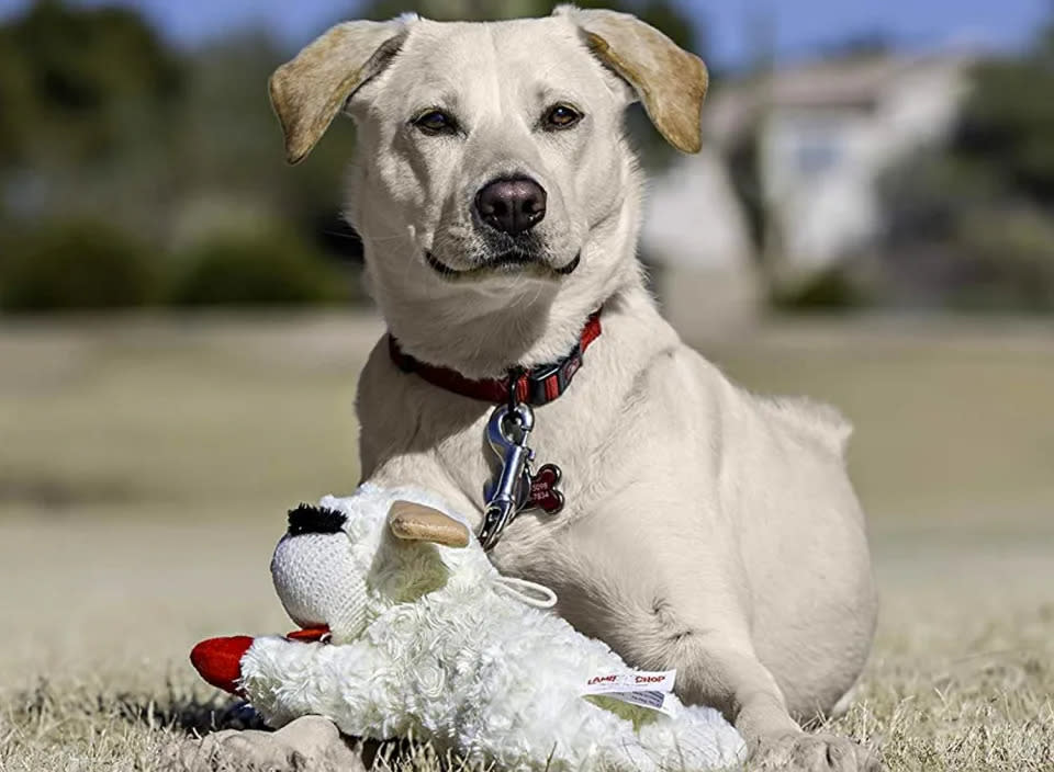 Estos juguetes pueden entretener y estimular a tu adorable cachorro. (Fuente: Amazon)
