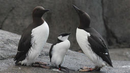 恐成常態？1百萬隻海鳥暴斃海岸。（圖／翻攝自維基百科）