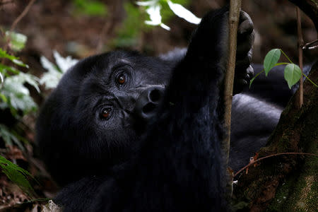 FILE PHOTO: A male mountain gorilla from the Mukiza group is seen in the forest within the Bwindi National Park near the town of Kisoro, Uganda March 31, 2018. REUTERS/Baz Ratner/File Photo