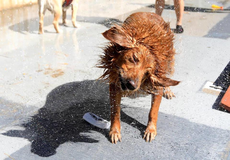 Zoey, a 4-year-old golden retriever, shakes after her dip in the pool at Dog Splash Days in Templeton in 2019.