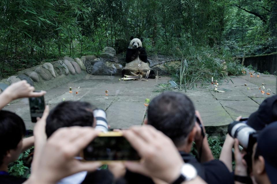 去年從日本上野動物園回到中國的大貓熊「香香」，12日在四川「中國大熊貓保護研究中心雅安碧峰峽基地」慶祝7歲生日。路透社