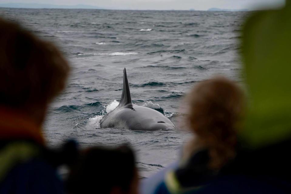 Witnesses saw a pod of orcas remove a humpback calf from its mother and devour it. Source: Out of the Blue Adventures.