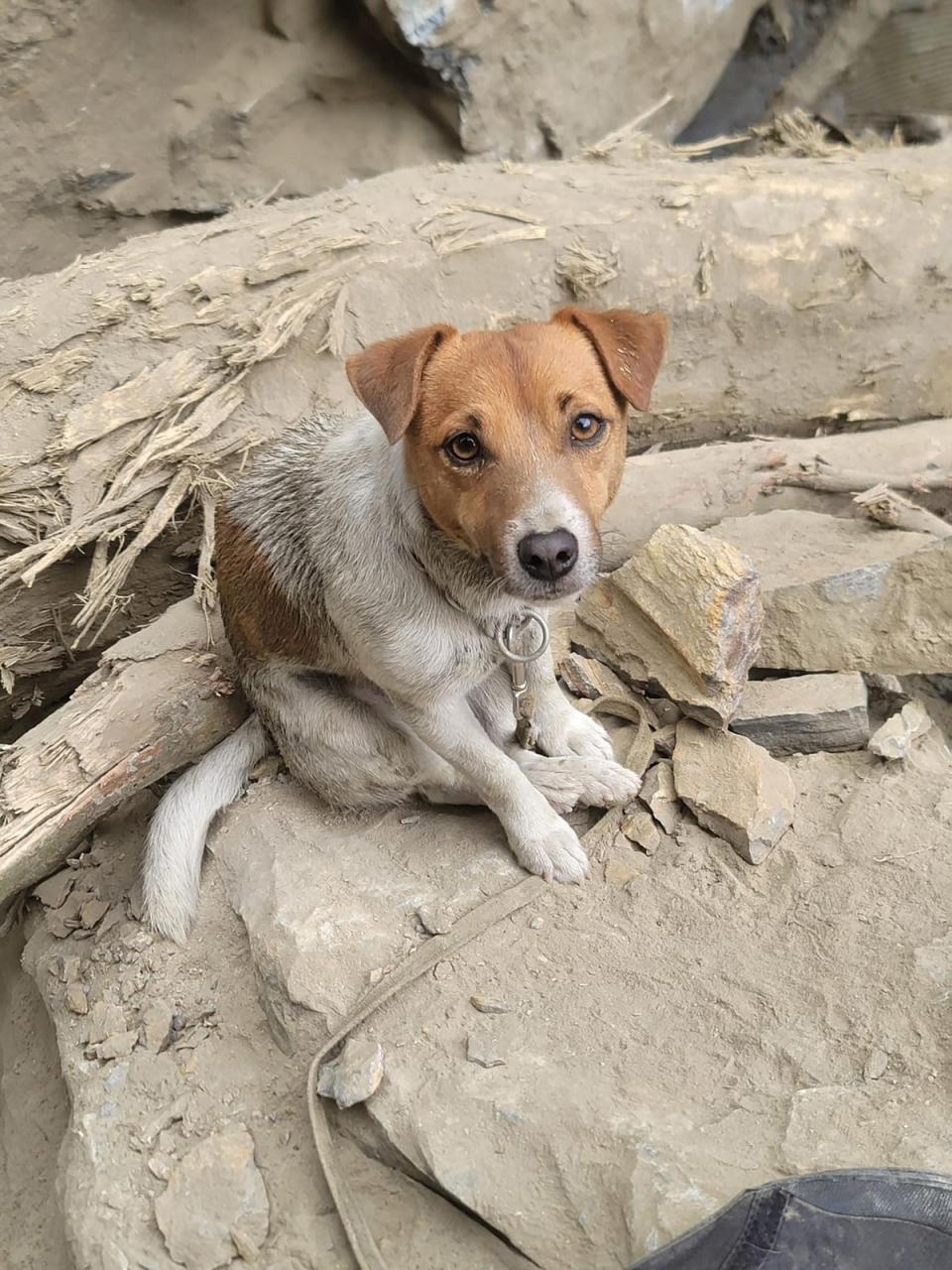 Wilson, a Jack Russell terrier, helping rescuers locate victims of an earthquake in Taiwan’s Taroko National Park in Hualien (Hualien County Fire Department /AFP)