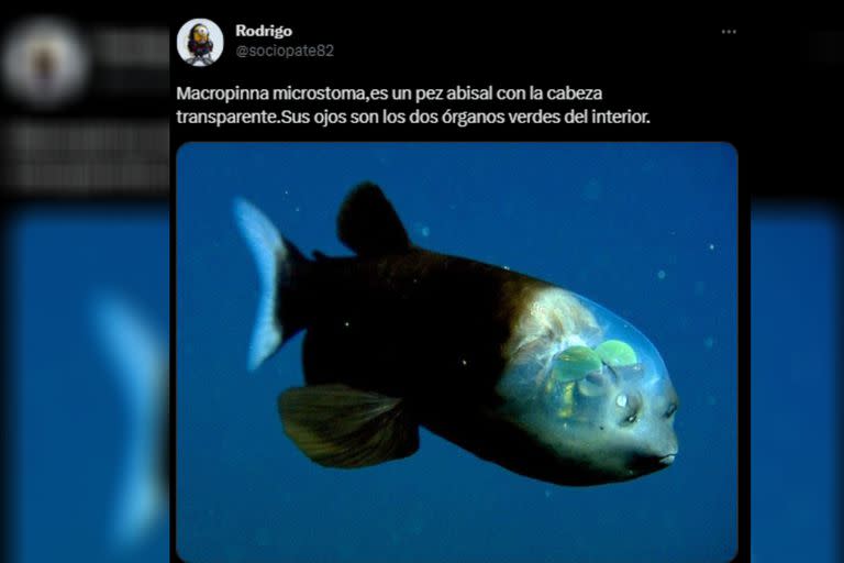 Pez abisal con cabeza trasparente (Captura Twitter)