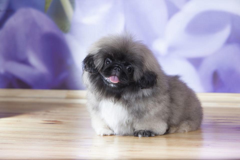 Pekingese