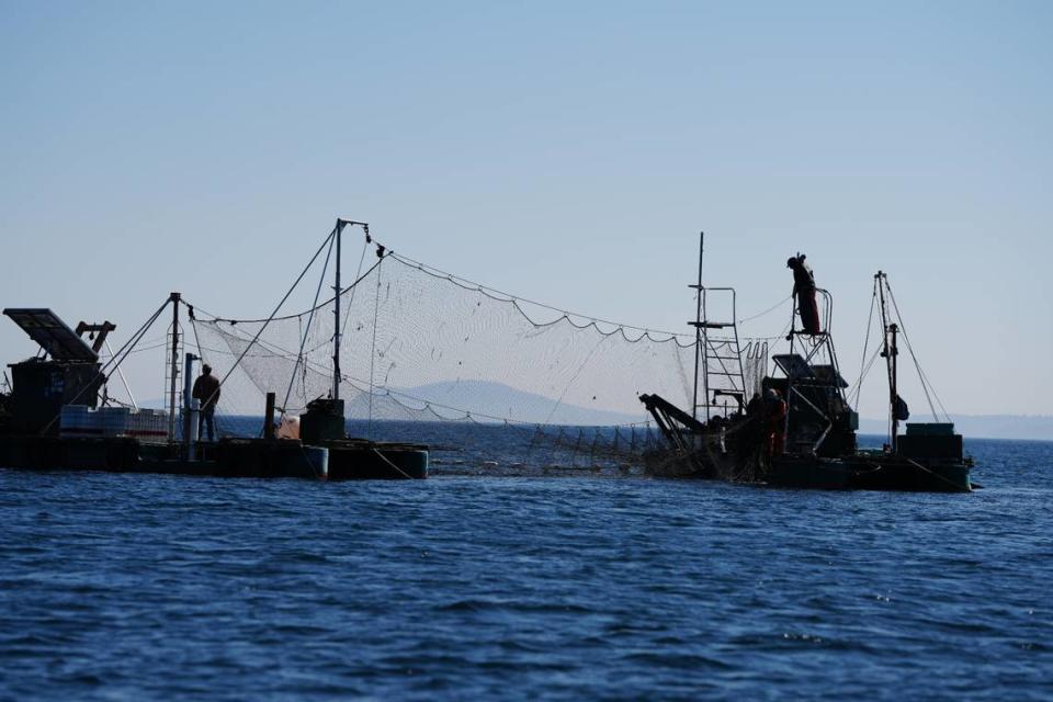 Fishermen on one of several reef net fishing boats anchored off Lummi Island pull their nets to catch salmon on Sept. 14, 2023. Reef net fishing is considered one of the most sustainable fish-catching methods, resulting in minimal bycatch.