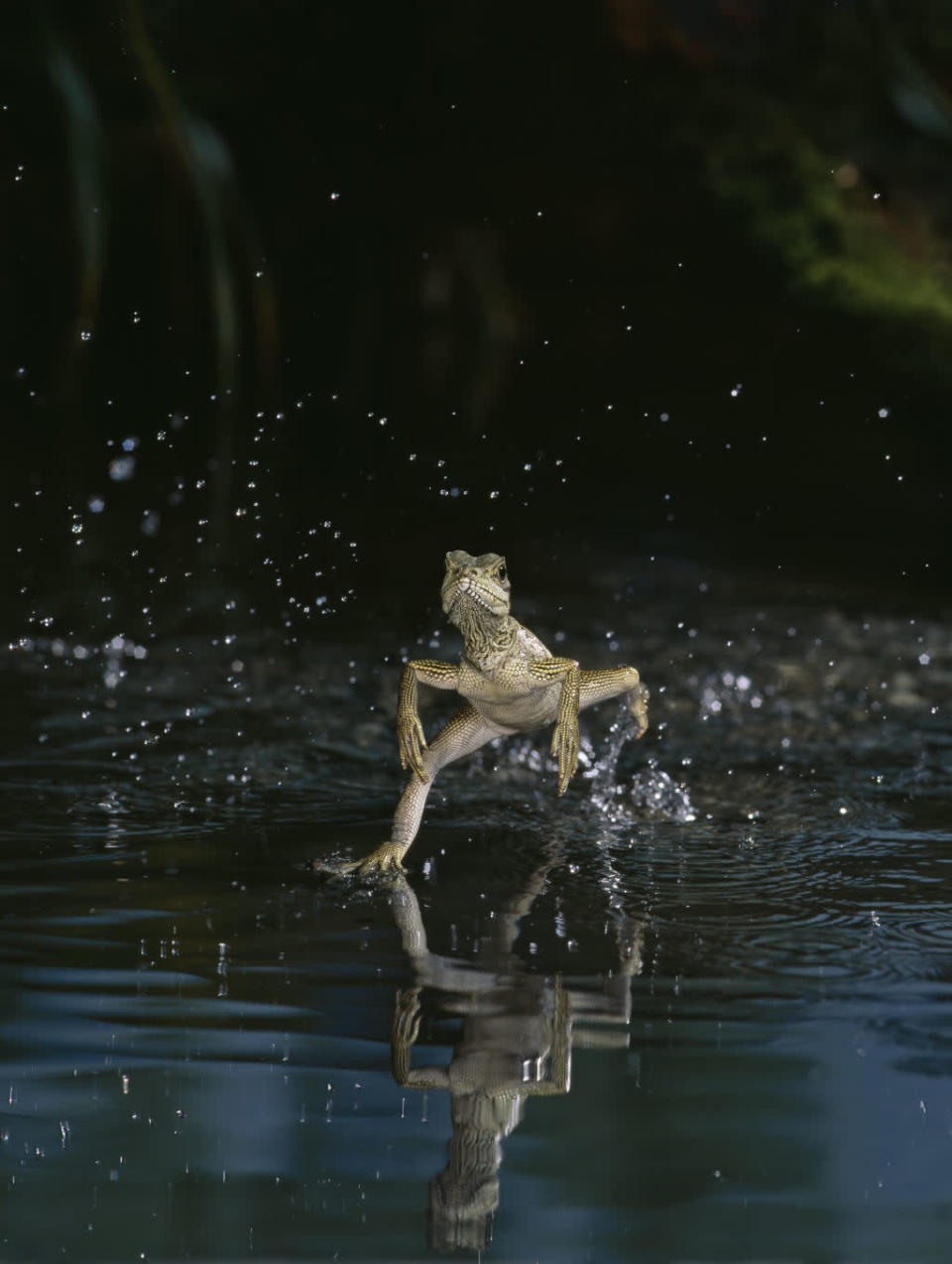 Jesus Christus Echse Sibun-Fluss, Belize © Stephen Dalton / naturepl.com © Paramount Pictures