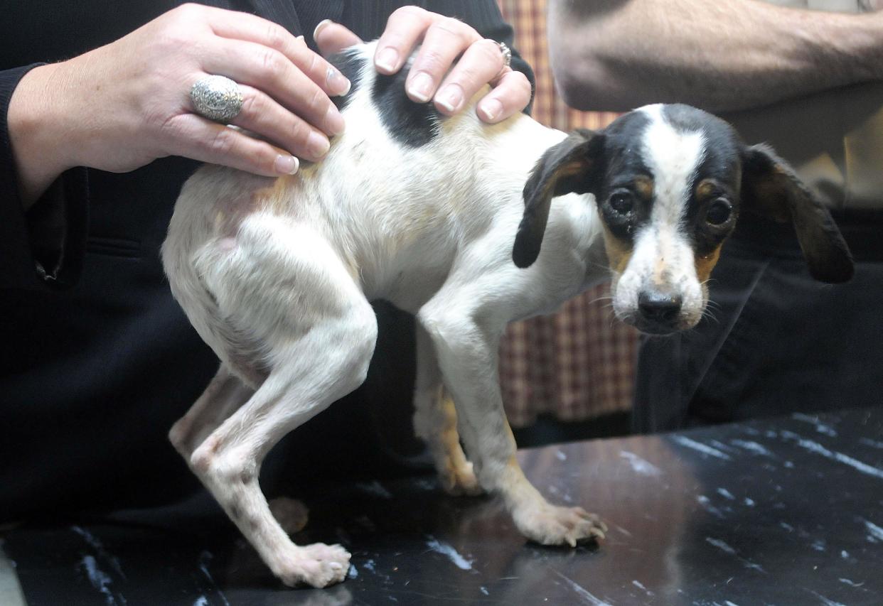 One of the 46 dogs that were surrendered by the owner and taken into custody Wednesday evening from a home at 242 W. Main St. stands on an examining table Thursday at the Claremont Avenue Veterinary Clinic in Ashland.