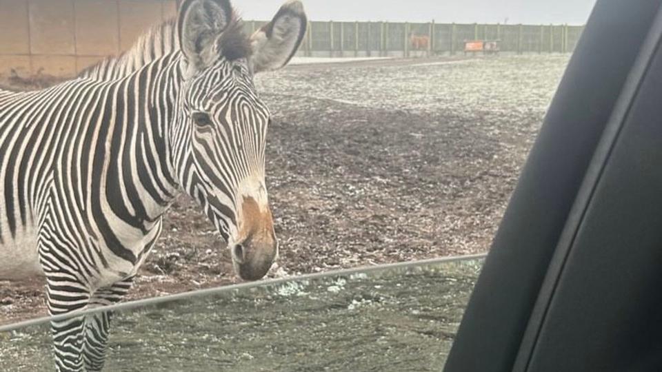 Alex Jones and her family befriended a zebra