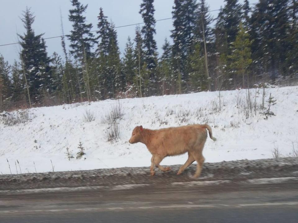 More than 3 dozen calves killed in highway crash west of Prince
