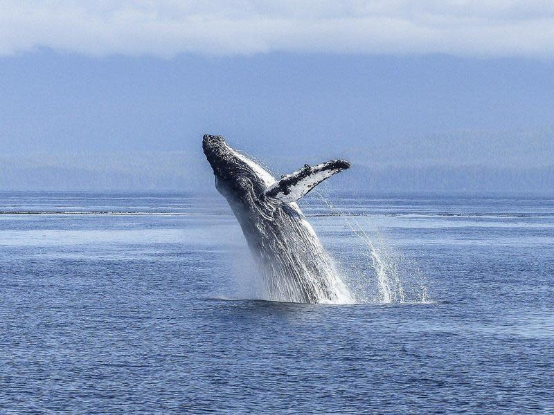座頭鯨在賞鯨活動中很受歡迎，因為牠們喜歡躍出水面，用胸鰭或尾巴拍打水花。（示意圖，Pixabay／ArtTower）