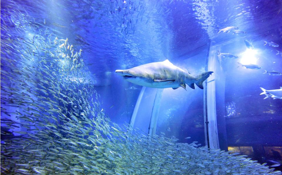 A school of fish all swim away from a shark in a huge, blue-tinted aquarium