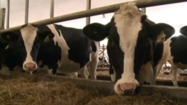 Animal cruelty charges are being recommended against Chilliwack Cattle Sales, Canada's largest dairy farm.