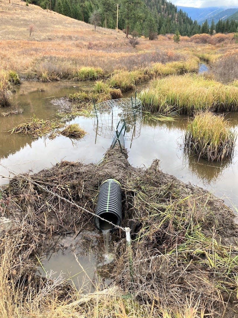 A simple device called a pond leveler is used here on Nemote Creek west of Missoula to prevent property damage without having to trap the beavers.