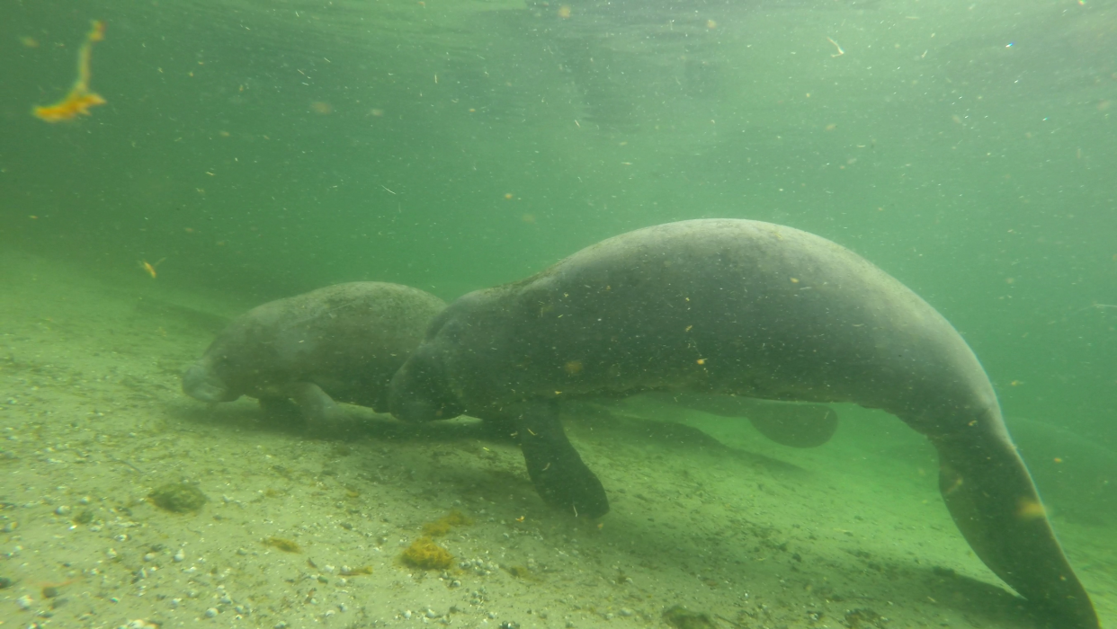 Manatees, when showing signs of emaciation, have abdominal folds, sunken bellies and “peanut head” depressions behind the skull, said Pat Rose, executive director for the Save the Manatee Club. He said the manatee in the photo was not rescued because of the seagrass shortage, but is representative of malnourished manatees.