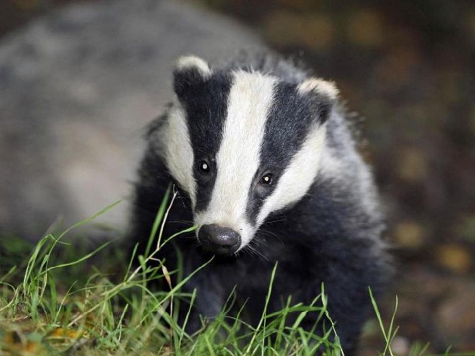 Fox hunt supporters 'routinely' blocking badger setts, leaving animals to suffocate or starve to death