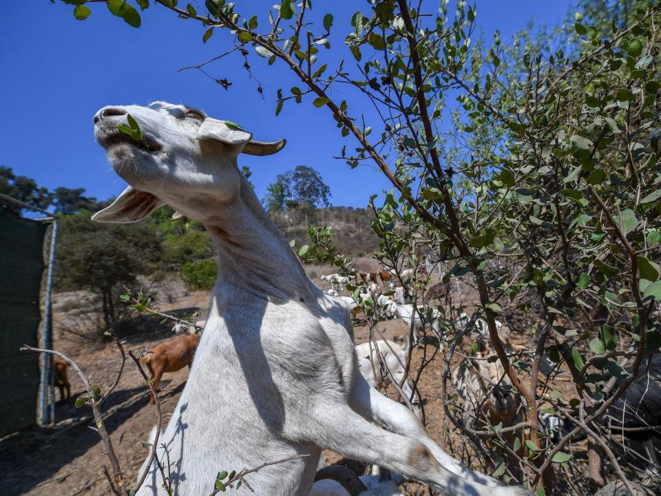 A white goat extends its neck while eating vegetation in Glendale, California, in 2021.