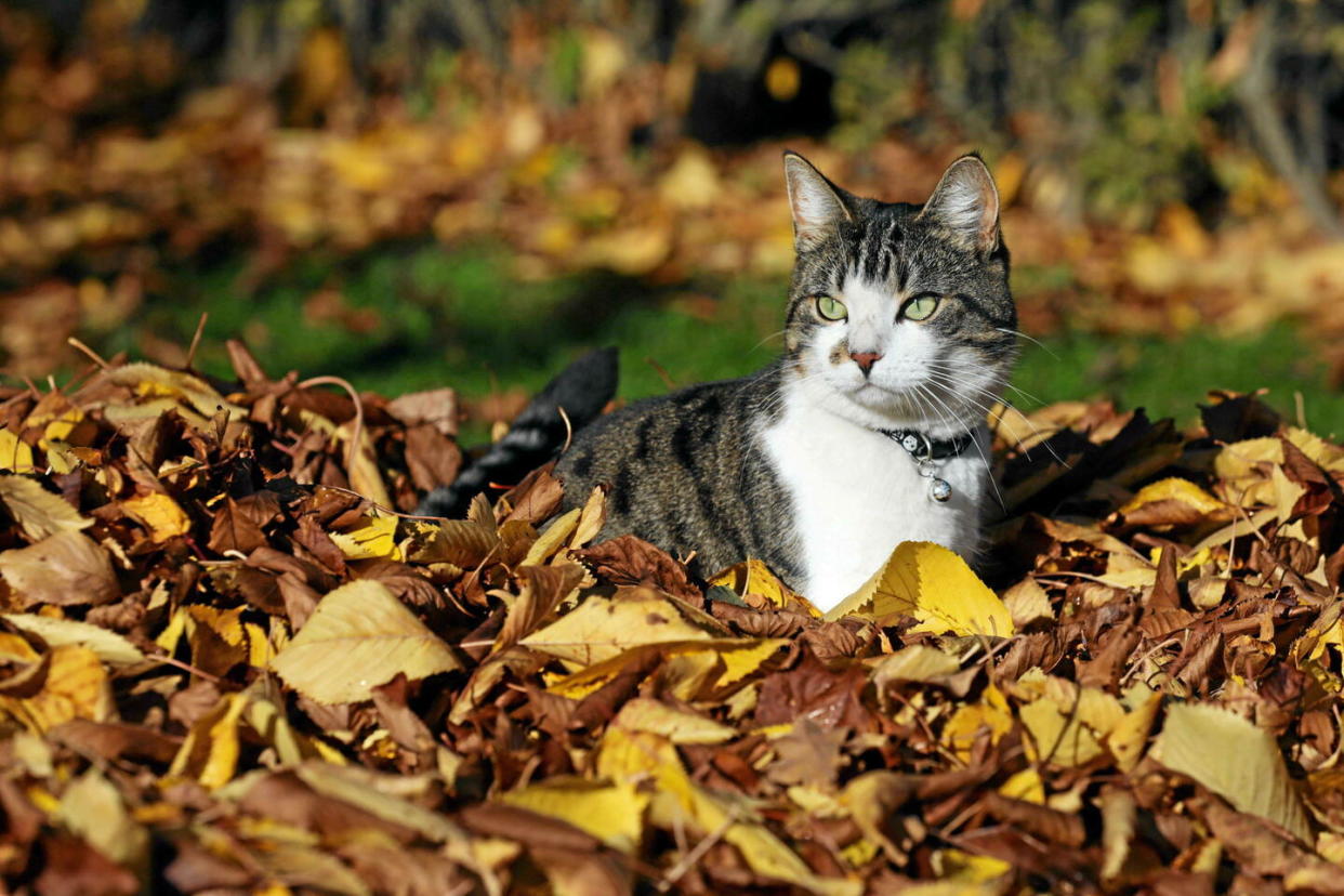 Depuis 2020, la voisine du couple habitant à Saint-André-le-Gaz (Isère) vient réclamer ses chats devant leur portail.  - Credit:Jeppe Gustafsson/Shutterstock/SIPA / SIPA / Jeppe Gustafsson//SIPA