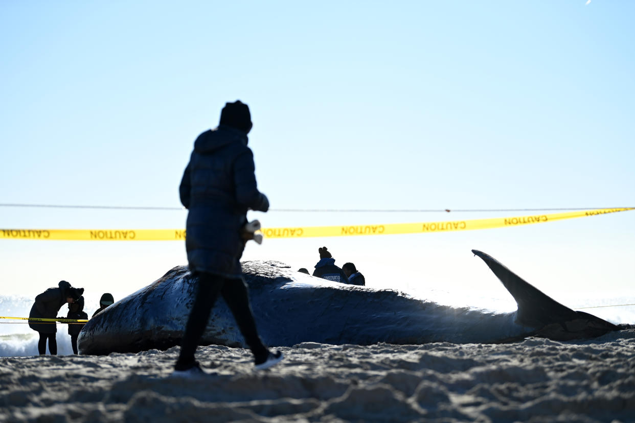 Officials examine a dead beached whale.
