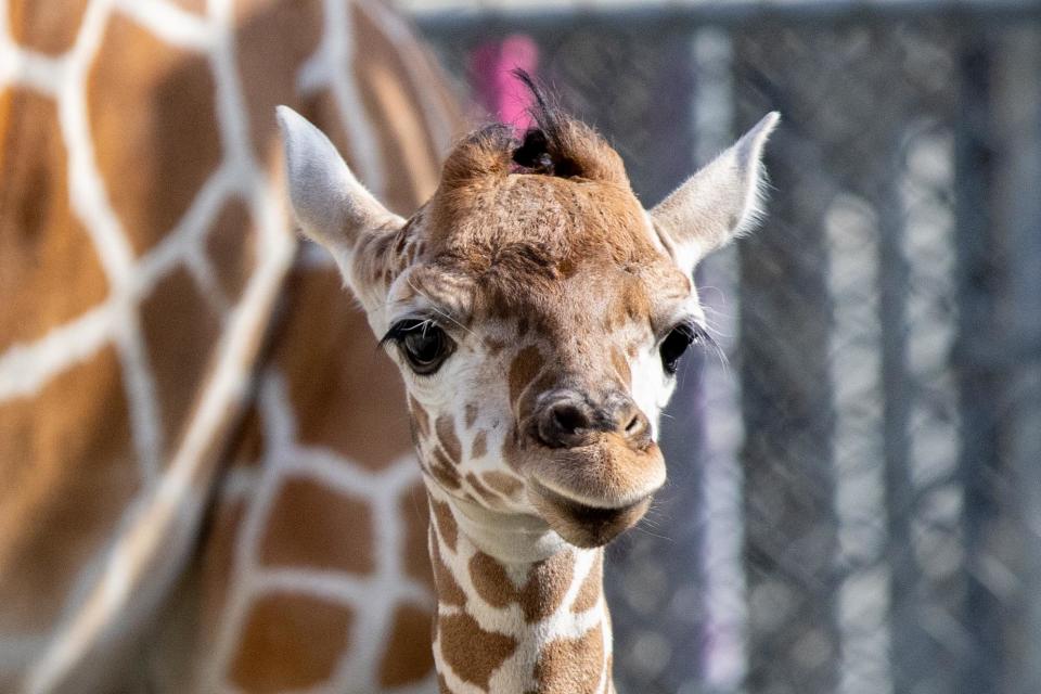 The Oakland Zoo in California has a new baby on board! Meet Kendi, a giraffe born in October 2023. According to the zoo, her name means “loved one” in Swahili.