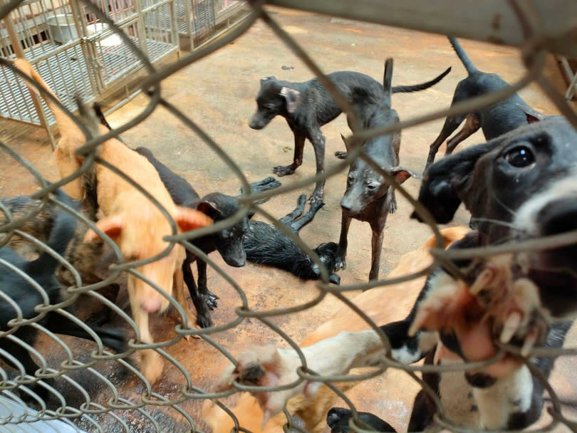 李孟寶新店狗園多數犬隻瘦骨嶙峋，志工更直擊有狗兒因長期缺乏營養而餓死。（圖／翻攝高泰泰臉書）