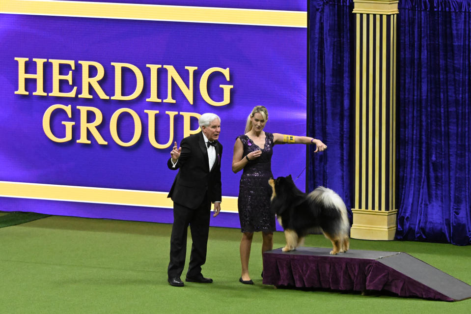 Photo by Bryan Bedder/Getty Images for Westminster Kennel Club)