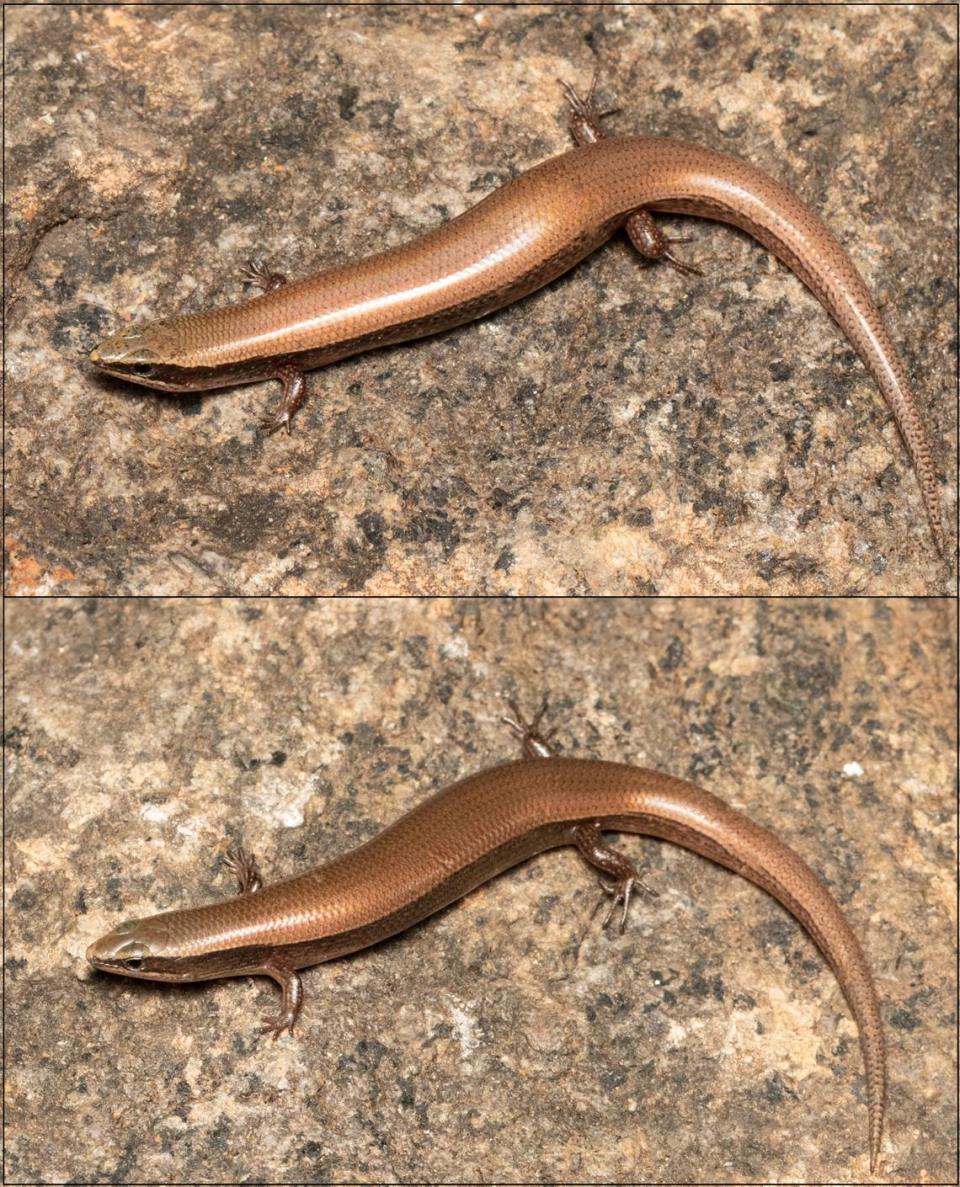 Two Dravidoseps gingeeensis, or Gingee leaf-litter skink, including a pregnant one (top).