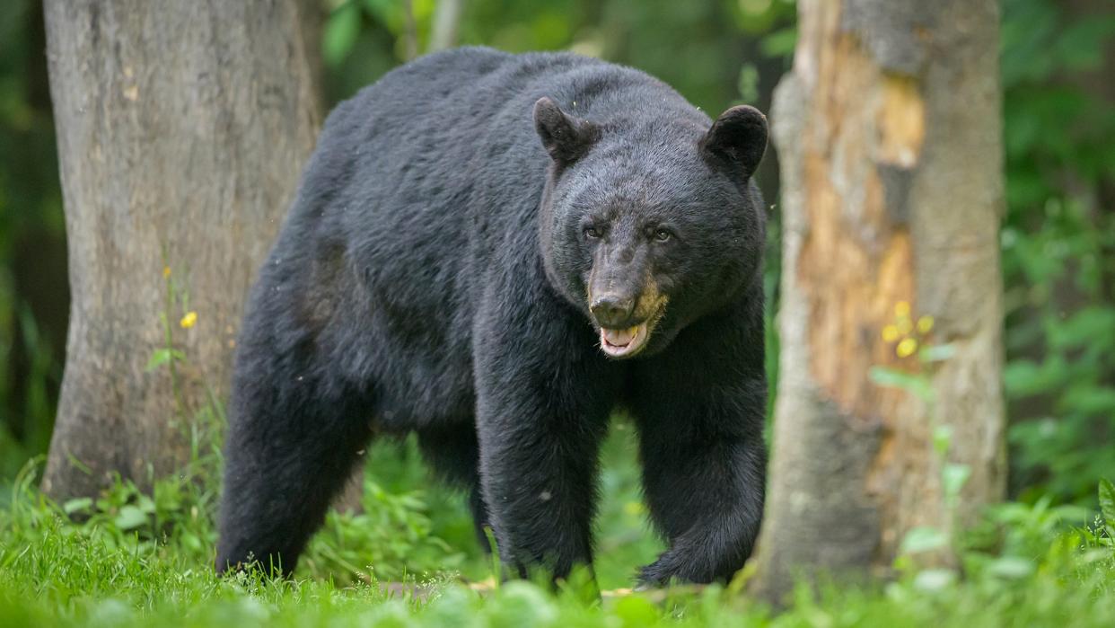 photo of black bear