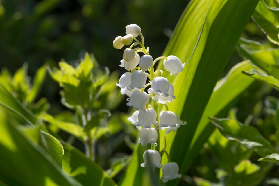 Lily of the Valley flowers growing on a sunny day. 